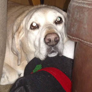 Meet your Posher, Darin